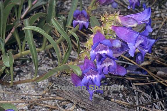 penstemon speciosus 4 graphic